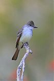 Ash-throated Flycatcher